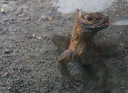 Iguana ready to strikeの写真素材