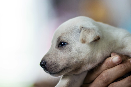The puppy is staring at the toy suspiciously.の写真素材