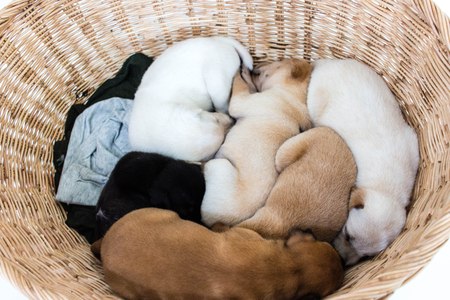 Many dogs hug each other to warm each other.の写真素材