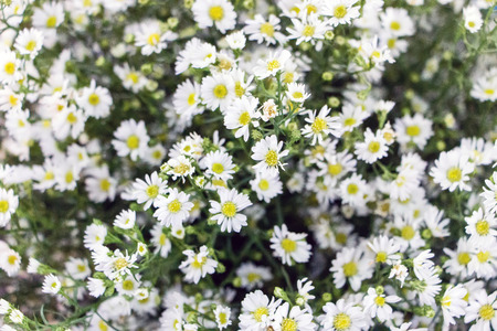 Aster flower bush