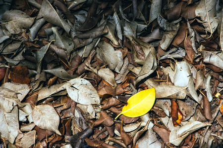Dried leaves on the floor.の写真素材