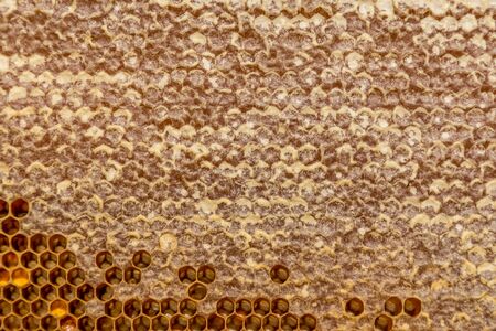 Real honeycomb full with honey and pollenの写真素材