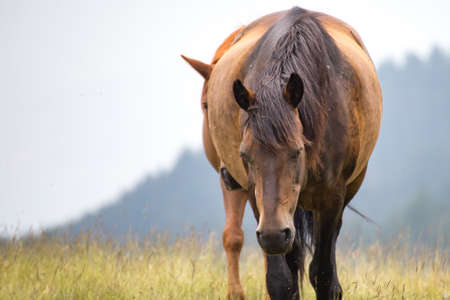 Wild free horses eating and walking in Pirin mountain, Bulgraia. Moving around.の写真素材