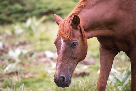 Wild free horses eating and walking in Pirin mountain, Bulgraia. Moving around.の写真素材