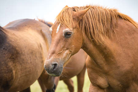Wild free horses eating and walking in Pirin mountain, Bulgraia. Moving around.の写真素材