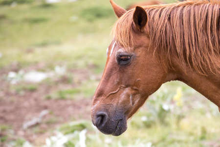Wild free horses eating and walking in Pirin mountain, Bulgraia. Moving around.