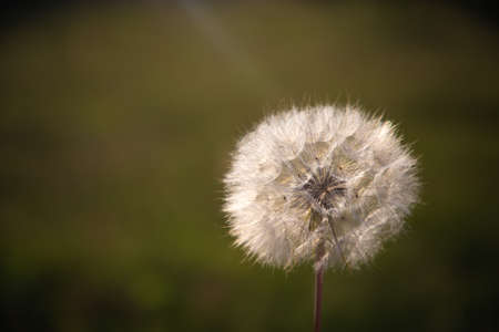 hands holding dandelion on blurry green backgroundの写真素材