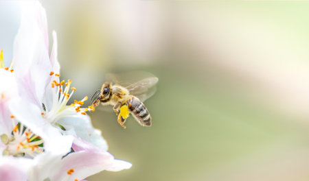 Flying honey bee collecting bee pollen from apple blossom. Bee collecting honey.の写真素材