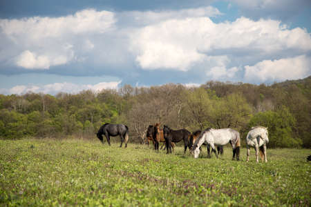 Wild free horses eating and walking in Pirin mountain, Bulgraia. Moving around.の写真素材