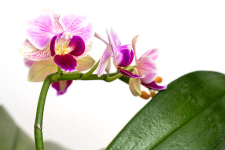 Beautiful purple Phalaenopsis orchid flowers, isolated on dark background. Moth dendrobium orchid. Multiple blossoms. Flower in bloom. Beautiful details of tropical floral visuals.の写真素材