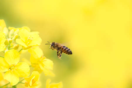Flying honey bee collecting bee pollen from yellow rapeseed blossom. Bee collecting honey.の写真素材