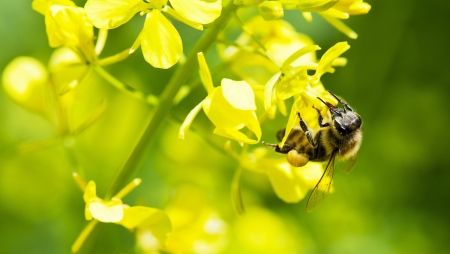 Close up photograph of a bee on a yellow flowerの写真素材
