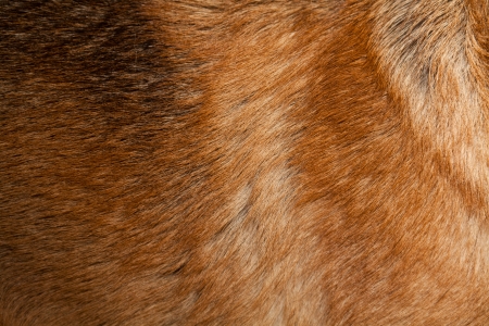 Close up photograph of a natural fur piece