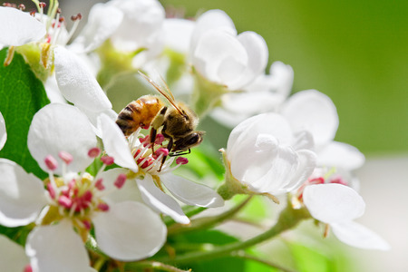 Close up photograph of blooming pear tree flowers