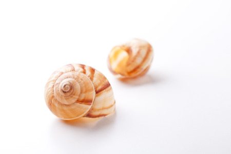 Close up photograph of some snail shellsの写真素材