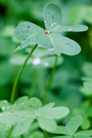 Close up of wild green plants in the gardenの写真素材