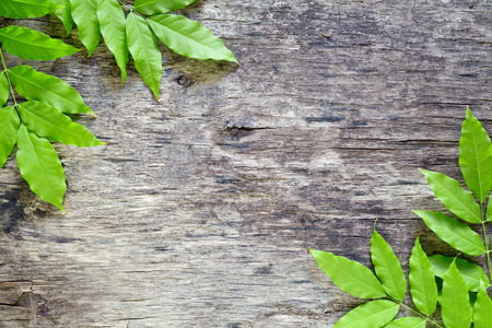Close up photograph of some leaves on a wooden boardの写真素材