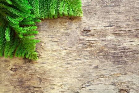Pine tree branches on an old wooden board bannerの写真素材