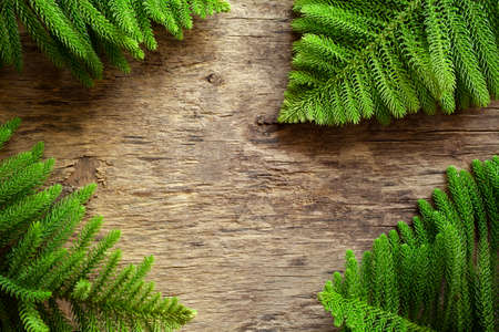 Pine tree branches on an old wooden board bannerの写真素材