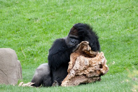 Gorilla relaxing in mid-afternoon, leaning against a piece of wood taking a napの写真素材