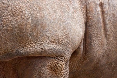 Close-up detail shot of left shoulder of rhinoceros, with wrinkled and cracked skin.