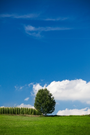 Idyllic country scene of a peaceful mid-summer afternoon; a cornfield and a tree with deep blue sky and several puffy white clouds overhead  Every time I look at this I think it should be the front cover of a book   の写真素材