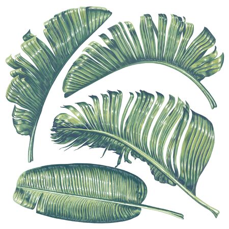 Tropical leaves collection. Banana palm leaves in realistic style with high details. Exotic elements for health care productsのイラスト素材
