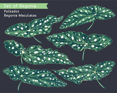 Hand drawn botanical set. Begonia Leaves. Polkadot Begonia Maculata. Vector elements for your design, easy to use, edit and customize for prints, patterns, clothes and textiles, banner, wrapping paperのイラスト素材