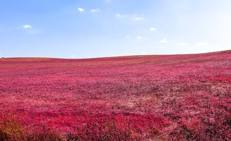 Beautiful pink infrared shots of a northern european landscape with a deep blue sky