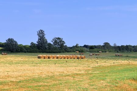 Beautiful view on agricultural crop and wheat fields on a sunny summer day found in northern Europe