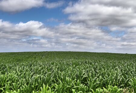Beautiful view on agricultural crop and wheat fields on a sunny summer day found in northern Europeの写真素材