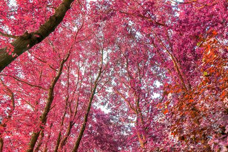 Magical infrared view into a northern european forest in summer