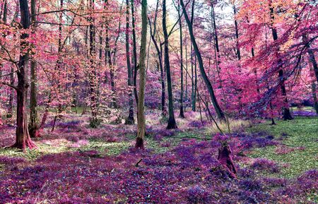 Magical infrared view into a northern european forest in summerの写真素材