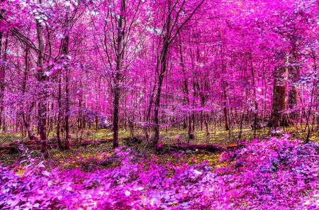 Beautiful infrared forest landscape in pink and purple colorsの写真素材