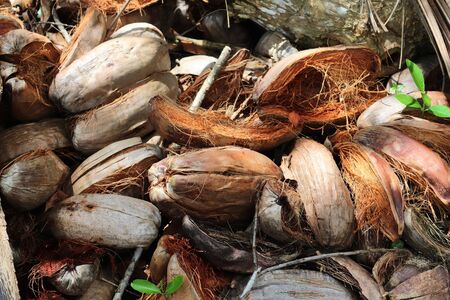 Close up high resolution surface of forest ground with nuts and moss and leavesの写真素材