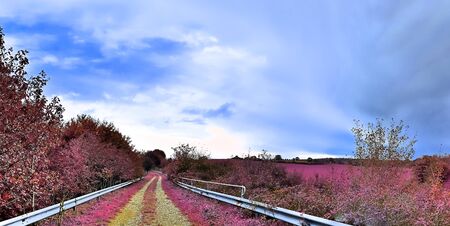Beautiful and colorful fantasy landscape in an asian purple infrared photo styleの写真素材