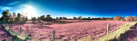 Beautiful and colorful fantasy landscape in an asian purple infrared photo styleの写真素材