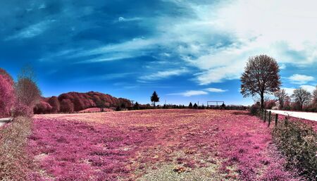 Beautiful and colorful fantasy landscape in an asian purple infrared photo styleの写真素材