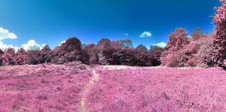 Beautiful and colorful fantasy landscape in an asian purple infrared photo styleの写真素材
