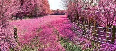 Beautiful and colorful fantasy landscape in an asian purple infrared photo styleの写真素材