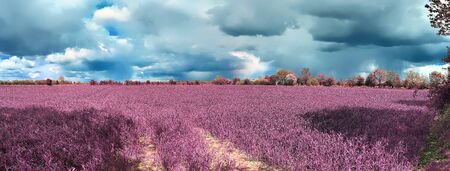 Beautiful and colorful fantasy landscape in an asian purple infrared photo styleの写真素材