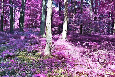 Beautiful fantasy infrared view into a magical purple forestの写真素材