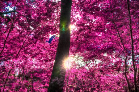 Beautiful fantasy infrared views into a magical purple forestの写真素材
