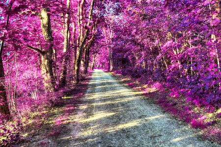 Beautiful fantasy infrared views into a magical purple forestの写真素材
