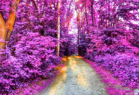 Beautiful fantasy infrared views into a magical purple forestの写真素材