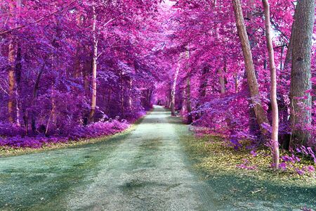 Beautiful fantasy infrared views into a magical purple forestの写真素材