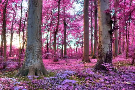 Beautiful fantasy infrared views into a mystery purple forestの写真素材