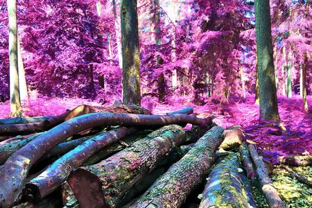 Beautiful fantasy infrared views into a mystery purple forest