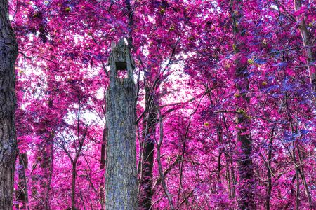 Beautiful fantasy infrared views into a mystery purple forestの写真素材