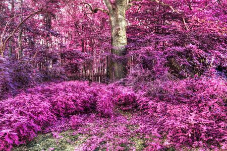 Beautiful fantasy infrared views into a mystery purple forestの写真素材
